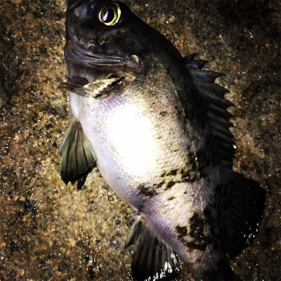 極寒メバリング