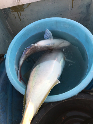 天気はいいのにょ