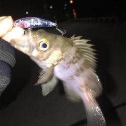 今年初フィッシュ！