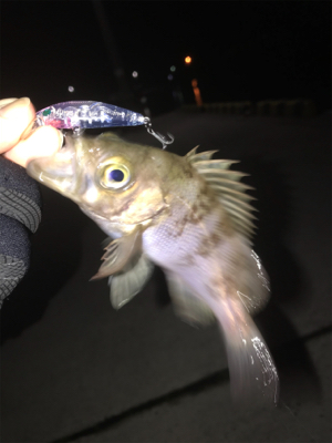 今年初フィッシュ！