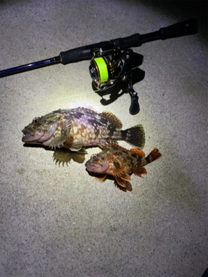 メバリングのはずが