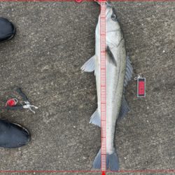 初ランカーサイズ