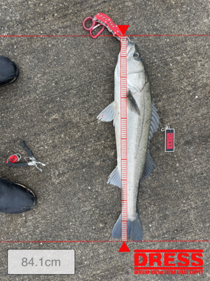 初ランカーサイズ