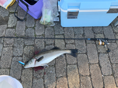 シーバス、タケノコゲット