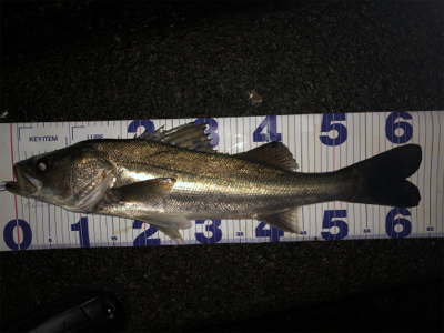 初フィッシュ！