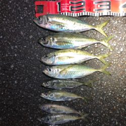 またアジですいません。