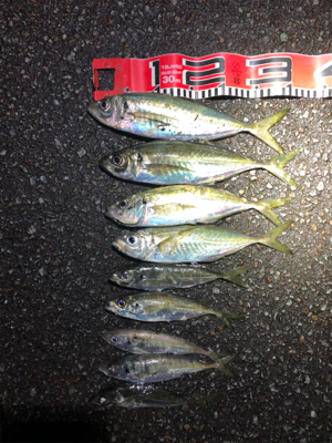 またアジですいません。