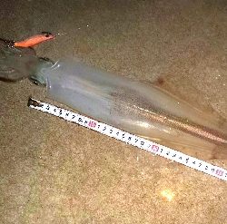 ﾒﾊﾞﾘﾝｸﾞの筈がﾊﾟﾗｿﾙ槍