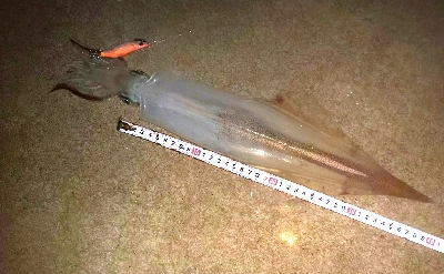 ﾒﾊﾞﾘﾝｸﾞの筈がﾊﾟﾗｿﾙ槍