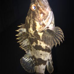 タケノコメバル