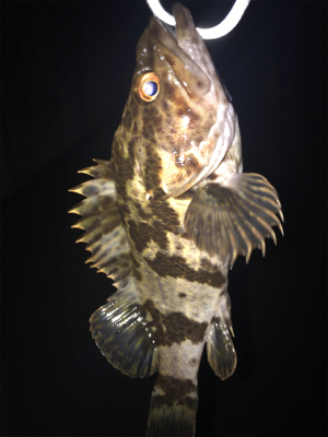 タケノコメバル