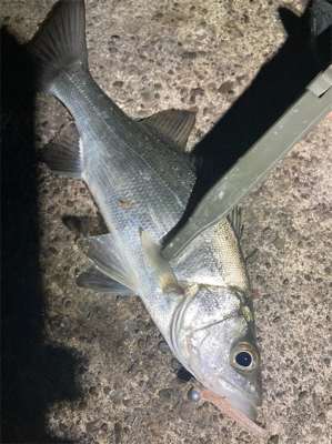 アジングのゲスト