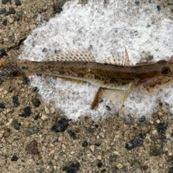 淡路島コブダイ狙い