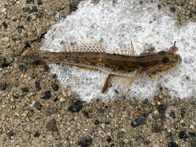 淡路島コブダイ狙い