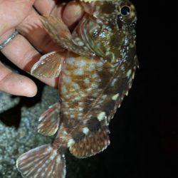 のんびりアジ調査