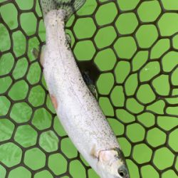 短時間エリアトラウト