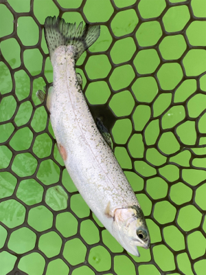 短時間エリアトラウト