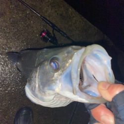 久々シーバスゲーム（自粛散歩編）