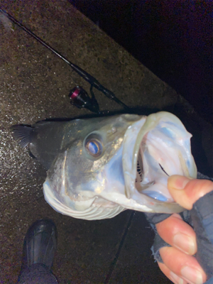 久々シーバスゲーム（自粛散歩編）