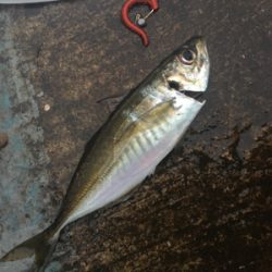 反則ガルプアジング