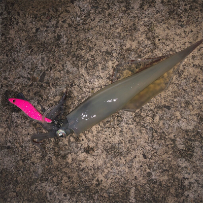 2021 佐渡ヶ島 ヤリイカエギング