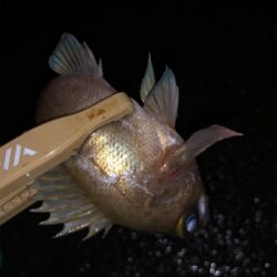 メバリング満喫