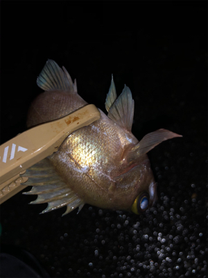 メバリング満喫