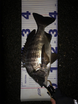 少し活性上がってる?