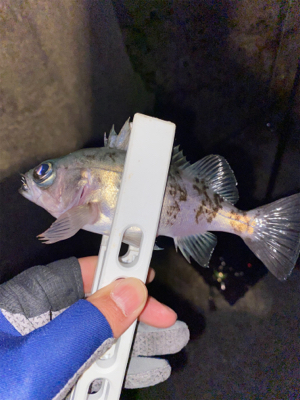 仕事終わりの釣行