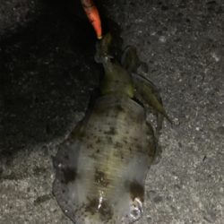 潮の流れ〜に身をまーかせ〜♬