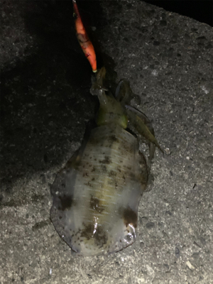 潮の流れ〜に身をまーかせ〜♬