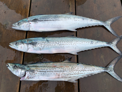 まだサゴシさん居ます