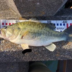 今年初フィッシュ