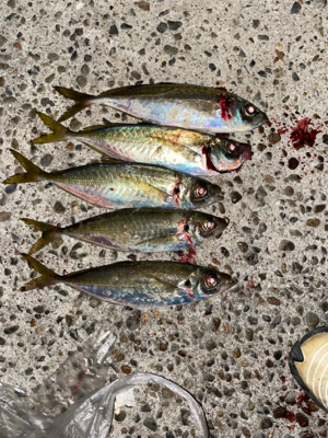 まさかの展開でアジが