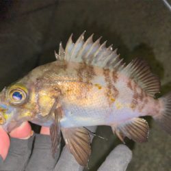 短時間ライトゲーム