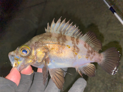 短時間ライトゲーム