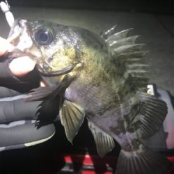 ボトムメバリング