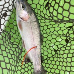 短時間トラウト