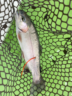 短時間トラウト