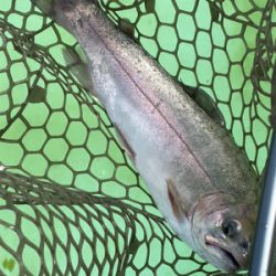 エリアトラウト