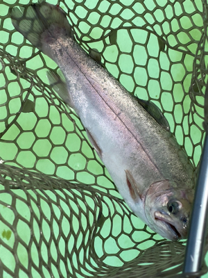 エリアトラウト