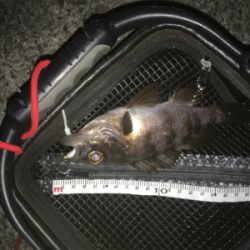 メバリング始動❗️