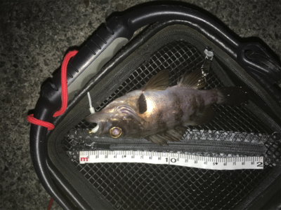 メバリング始動❗࿠…