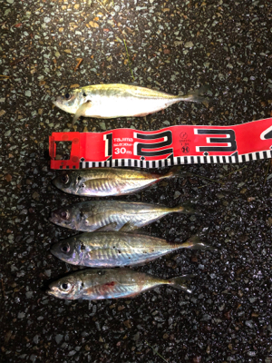 アジが小型化したか？