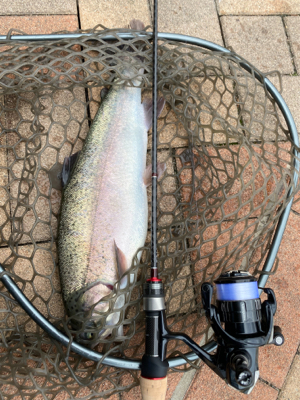 服部緑地で放流魚を釣りました。