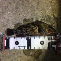 癒しのガッシー