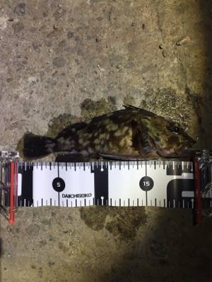 癒しのガッシー