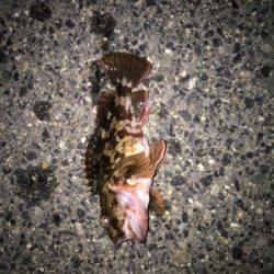 ガシラ、タケノコ