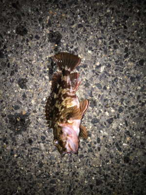 ガシラ、タケノコ