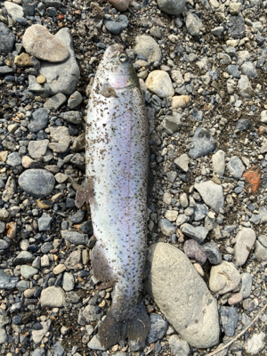 芥川トラウトフィッシング